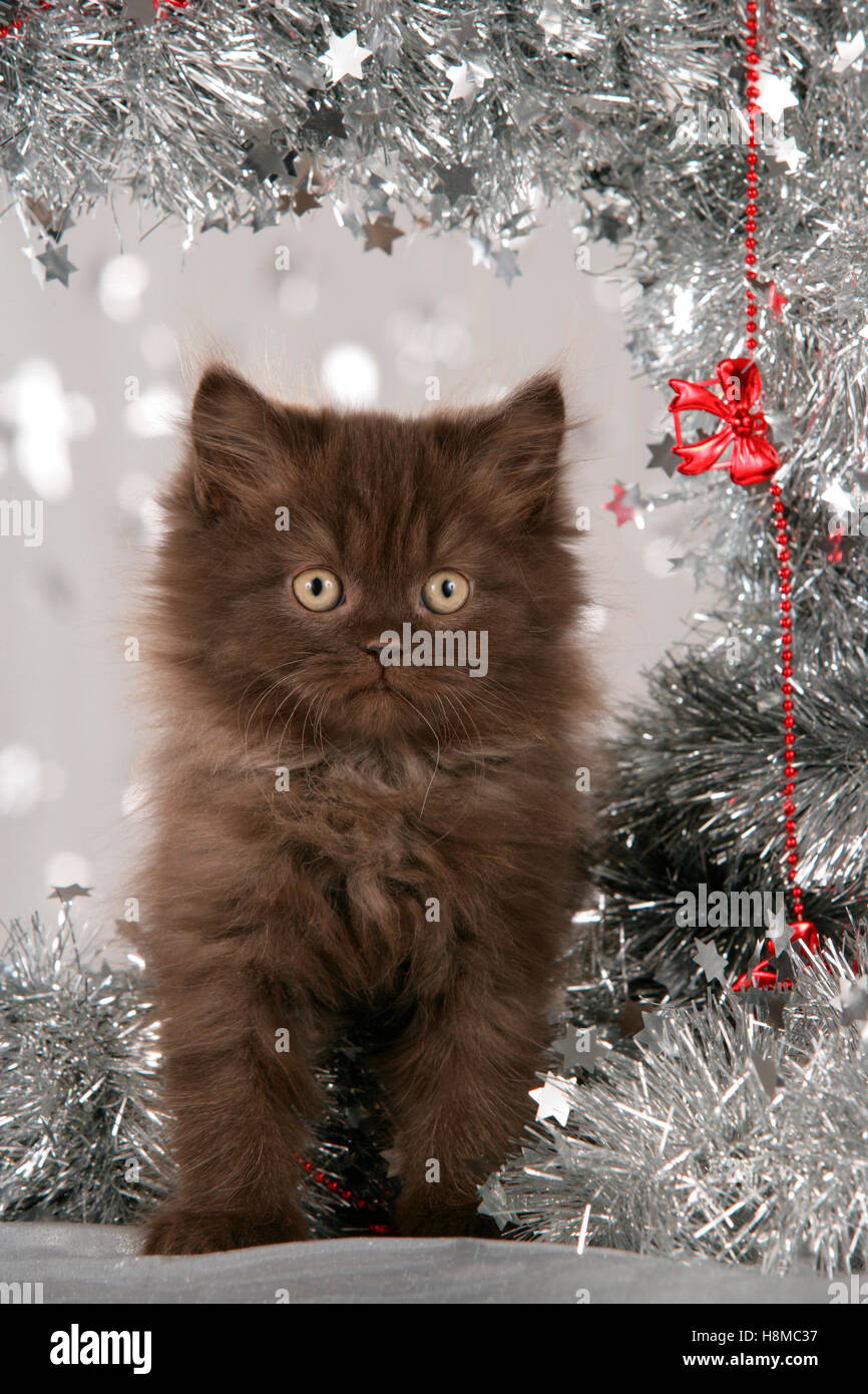 British Shorthair White Kitten Surrounded By Silver Garland