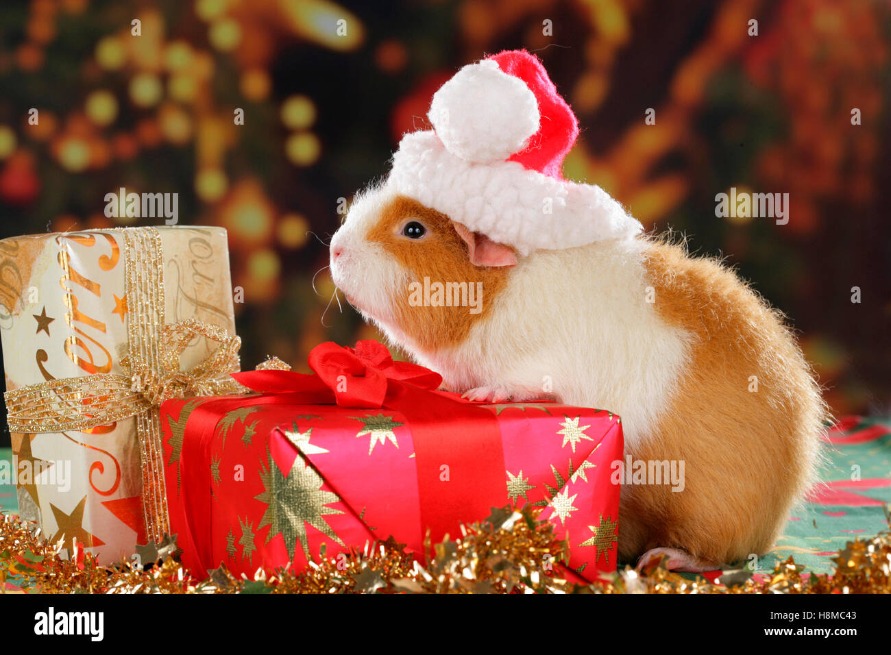 Guinea Pig, Cavie wearing Santa Claus hat, next to Christmas gifts