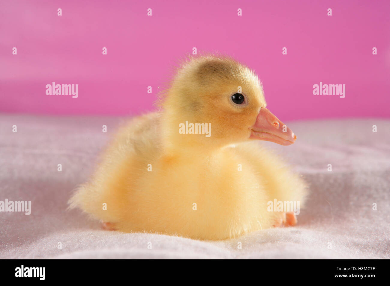 Domestic Goose. Gosling on blanket. Germany Stock Photo