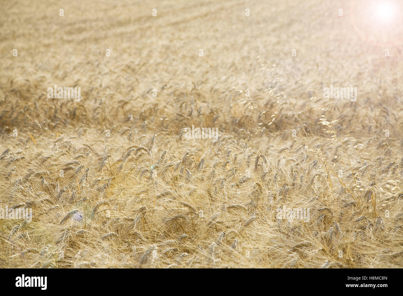 Field of Wheat in morning sunshine Stock Photo