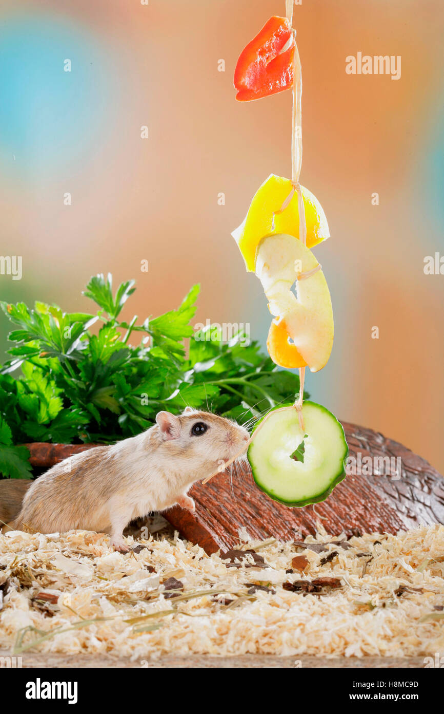 Mongolian Gerbil (Meriones unguiculatus) next to a toy with fruit and
