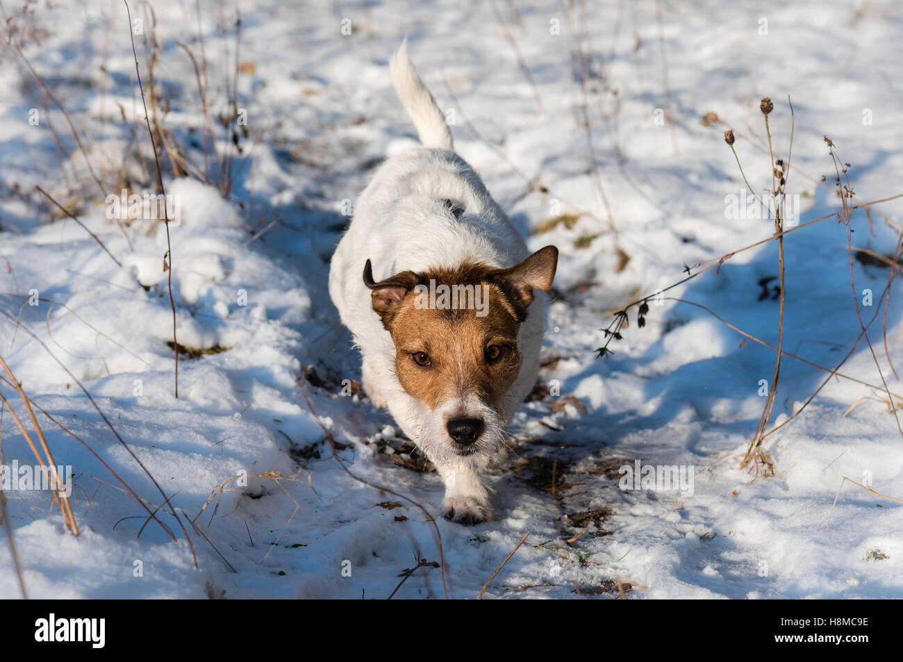 Dog hunting at winter field running by path Stock Photo