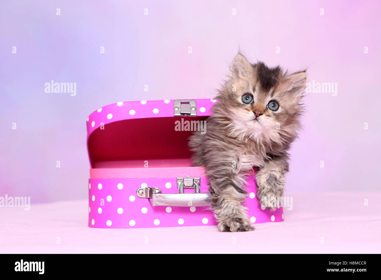 Selkirk Rex. Kitten (6 weeks old) n a pink suitcase with white polka dots. Studio picture against a pink background Stock Photo