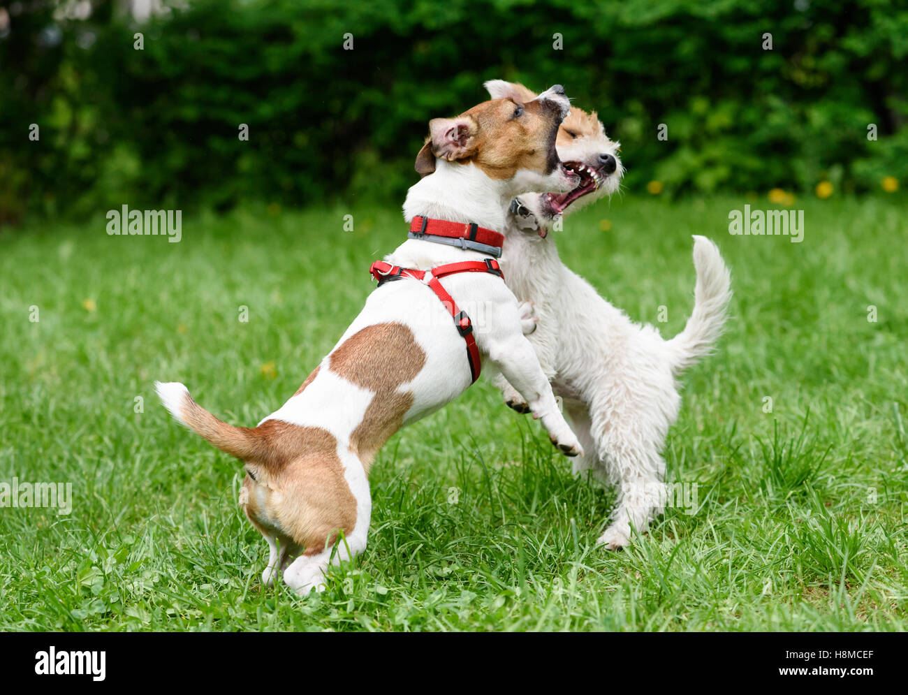 Two dogs barking and threaten each other with open mouth Stock Photo