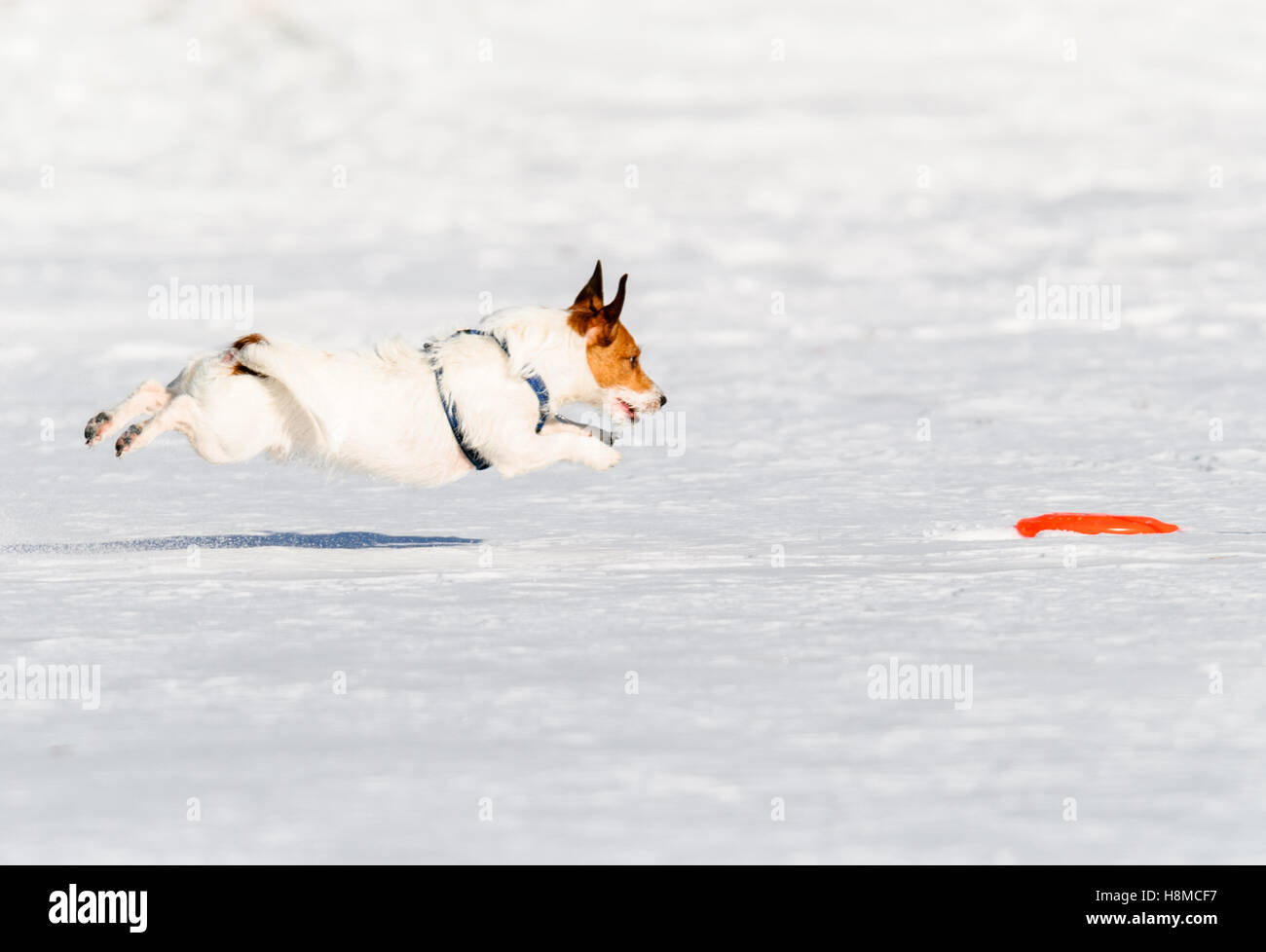 Jumping dog hires stock photography and images Alamy