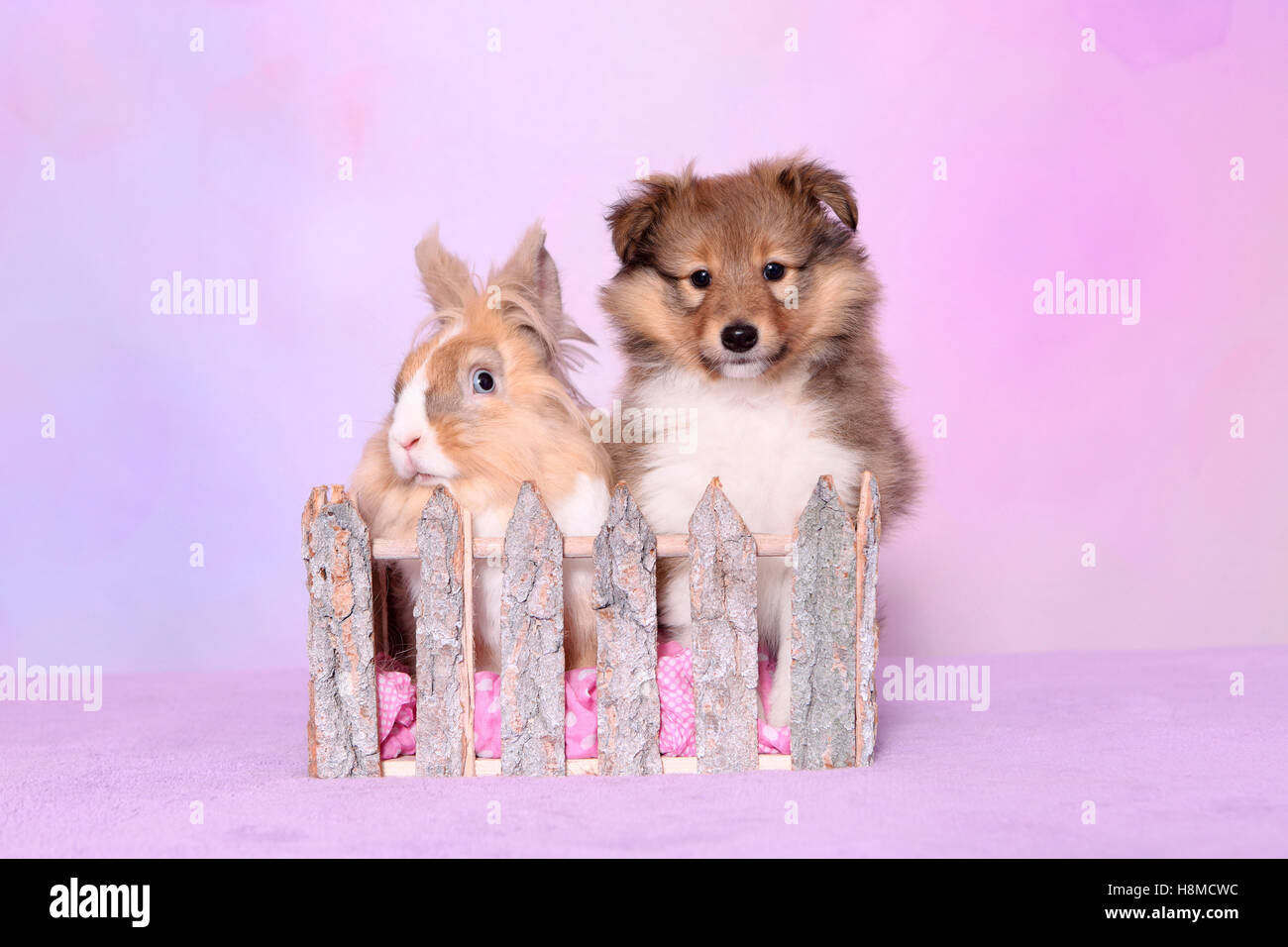 Shetland Sheepdog. Puppy (6 weeks old) and a Lionhead Rabbit looking ...