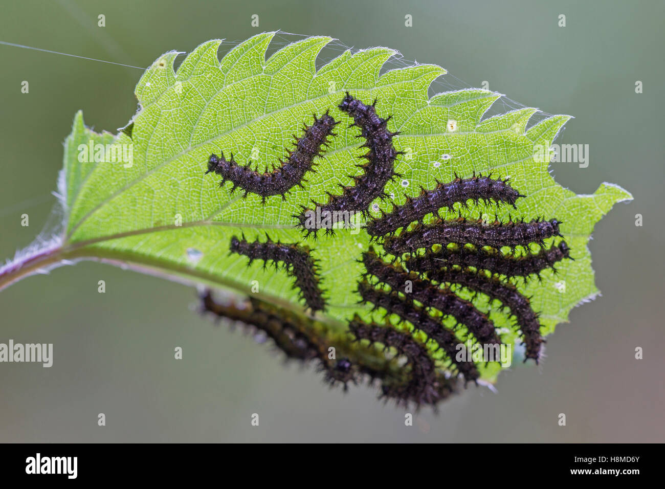 Map Butterfly (Araschnia levana). Caterpillars on nettle leaf. Germany Stock Photo