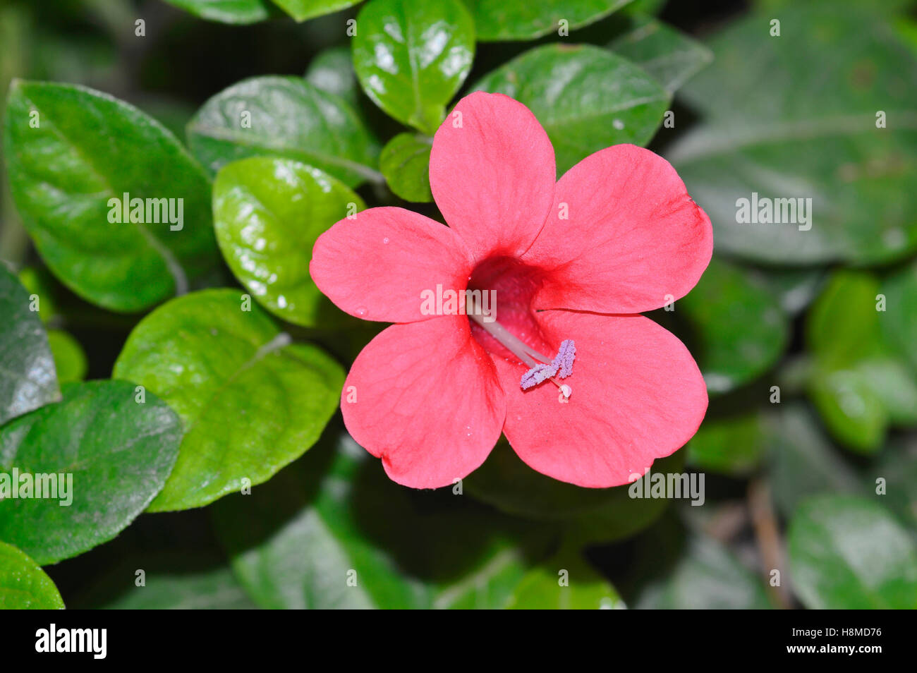 Allamanda flower, Pune Stock Photo