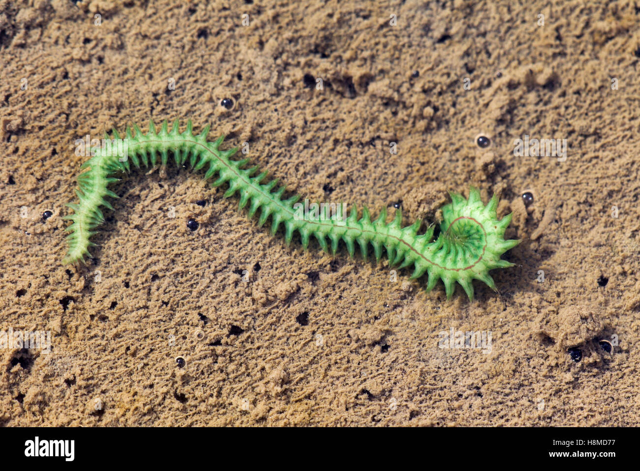 Common Ragworm (Nereis diversicolor). Male has changedits colour from black to green in breeding season. Germany Stock Photo