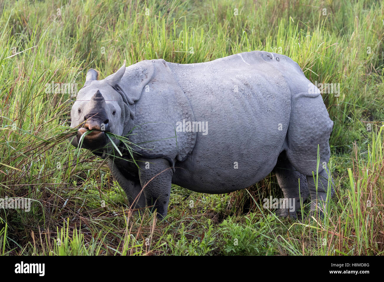 Indian Rhinoceros Rhinoceros Unicornis Adult Eating Grass Stock Photo Alamy