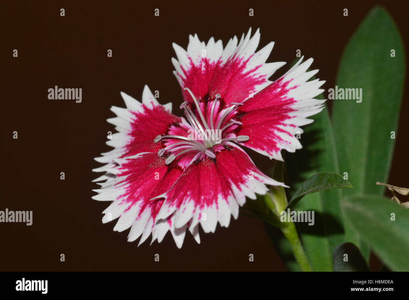 Dianthus chinensis China Pink, Pune Stock Photo