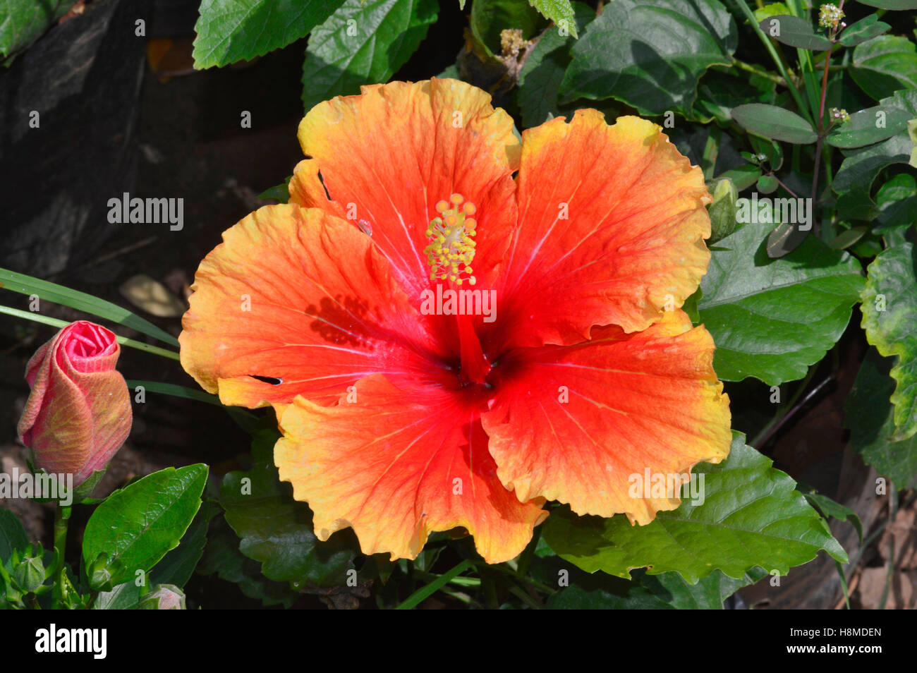 Hibiscus hires stock photography and images Alamy