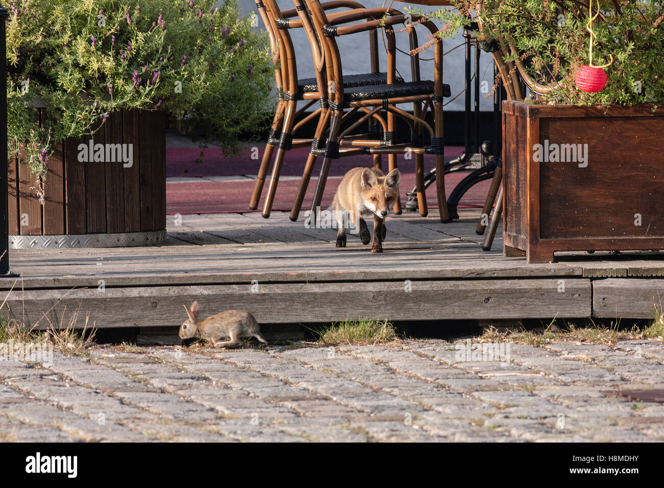Rabbit germany city hi-res stock photography and images - Alamy