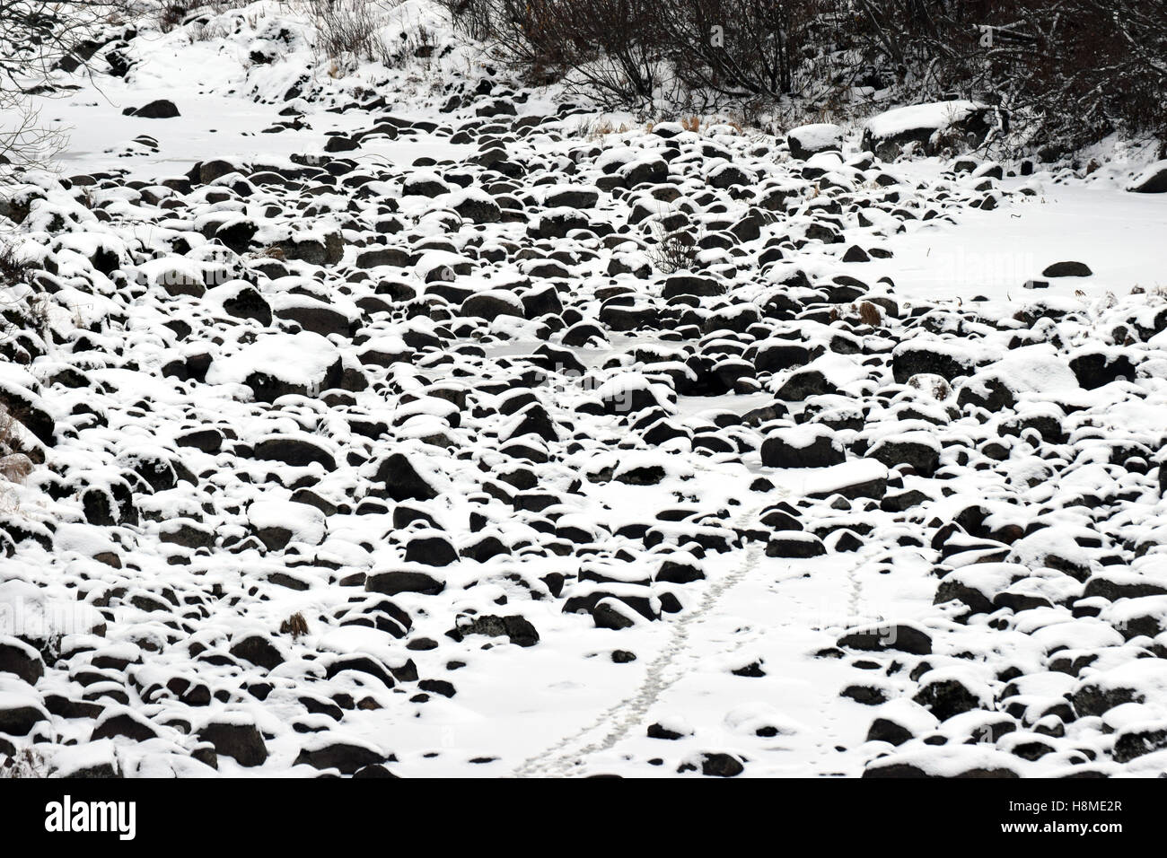 Dry riverbed with paw prints. River without water. Stock Photo