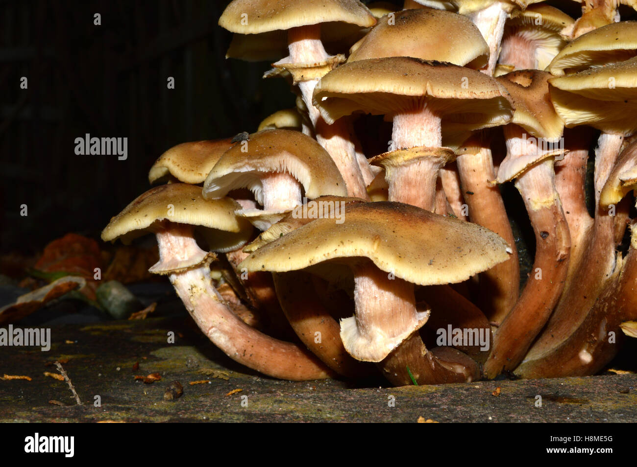 Group of toadstools, or mushrooms, in local Ivybridge garden, South Hams, Devon, England Stock Photo