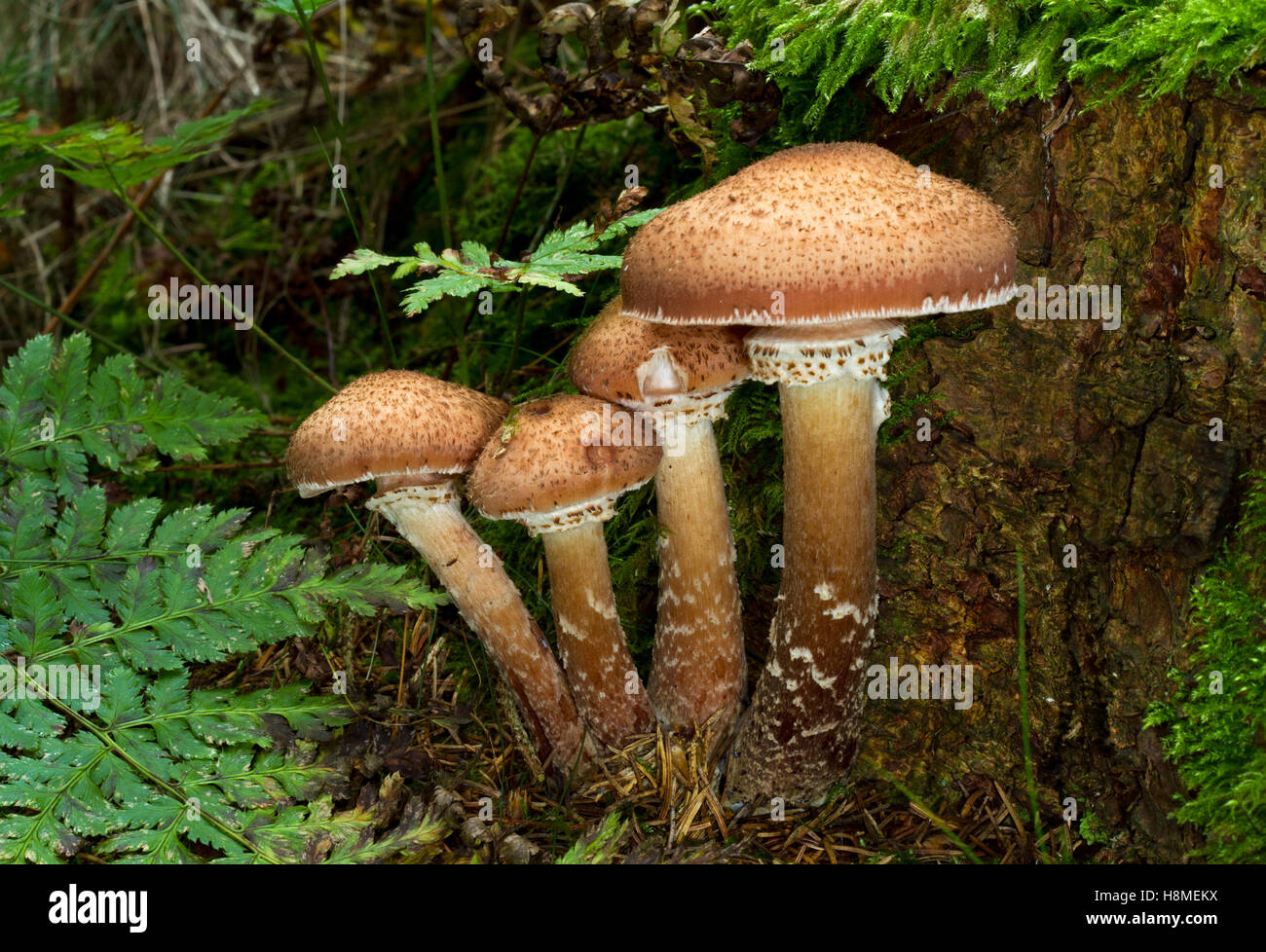 Group of Freckled Dapperling mushrooms (Lepiota aspera) and a fern at the foot of a tree Stock Photo