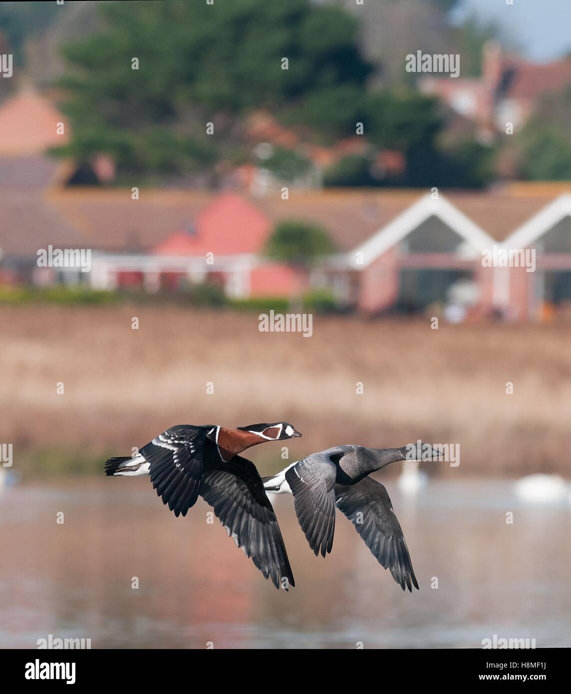 Red-breasted goose flying with dark-bellied brent goose over a suburban pond in the UK. A vagrant and rare bird in England. Stock Photo
