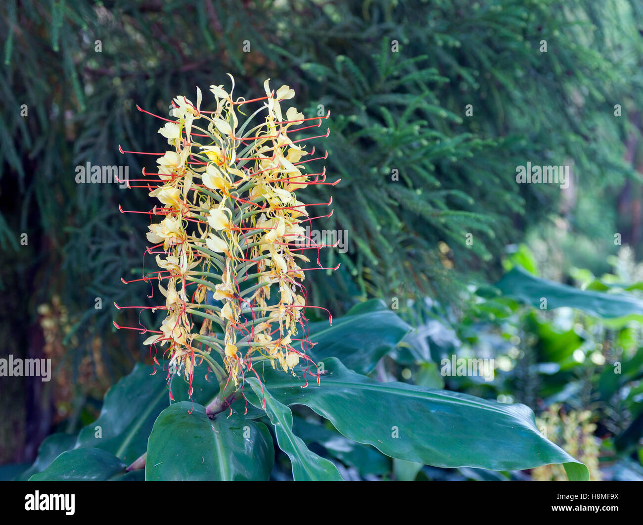 Ginger lily (Hedychium gardnerianum) Stock Photo