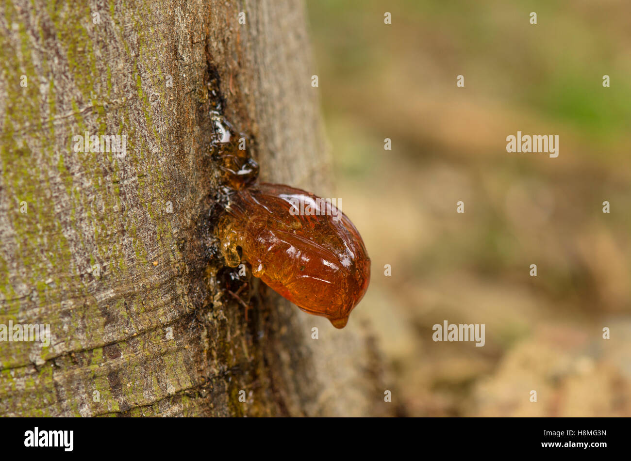 Sticky sap hi-res stock photography and images - Alamy