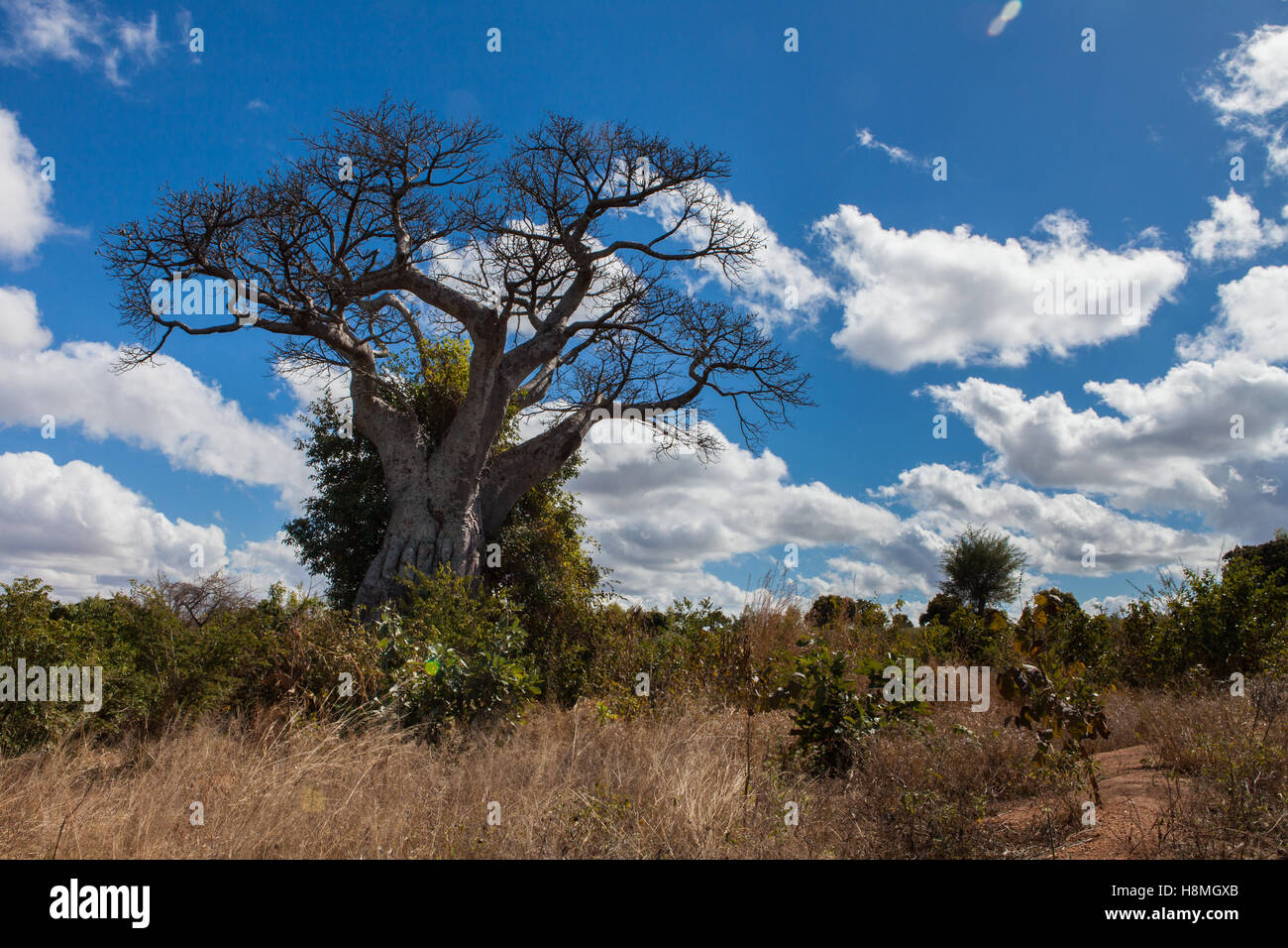 Baobab tree in Balaka District, southern Malawi, under a blue sky with clouds, during the drought of 2016 caused by El Nino. Stock Photo