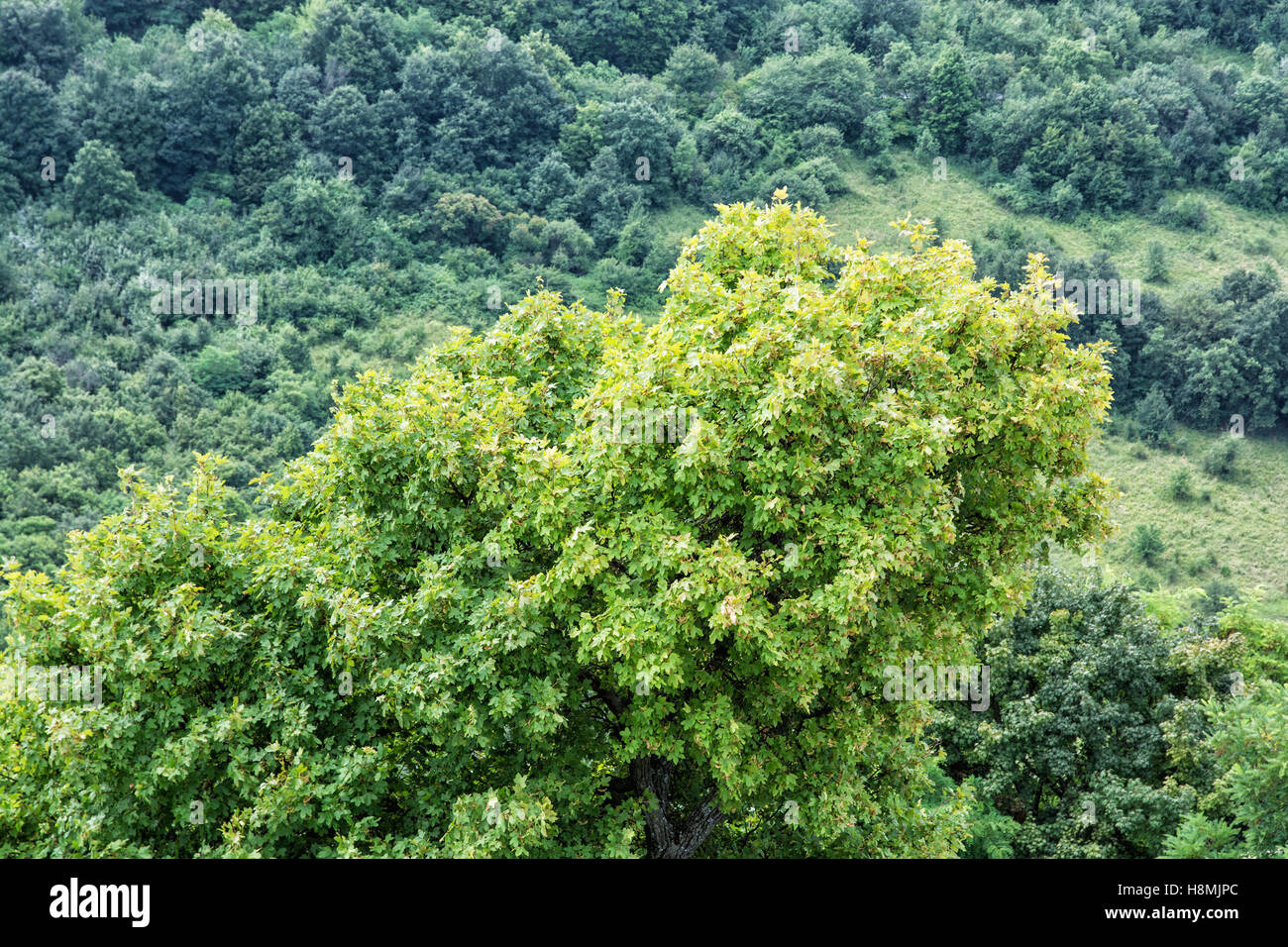 Deciduous forest in summer nature. Seasonal natural scene. Beauty in
