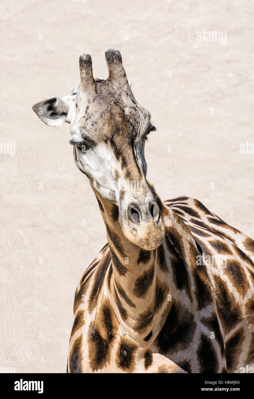 Portrait of Rothschild's giraffe - Giraffa camelopardalis rothschildi ...