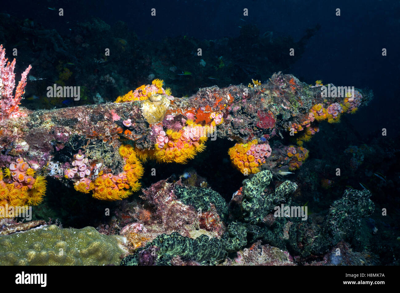 anemones on wreck, reef scene - Stock Image