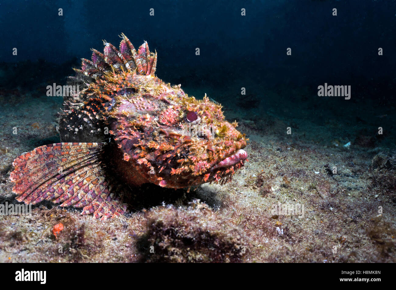 Spotted Scorpionfish - Stock Image