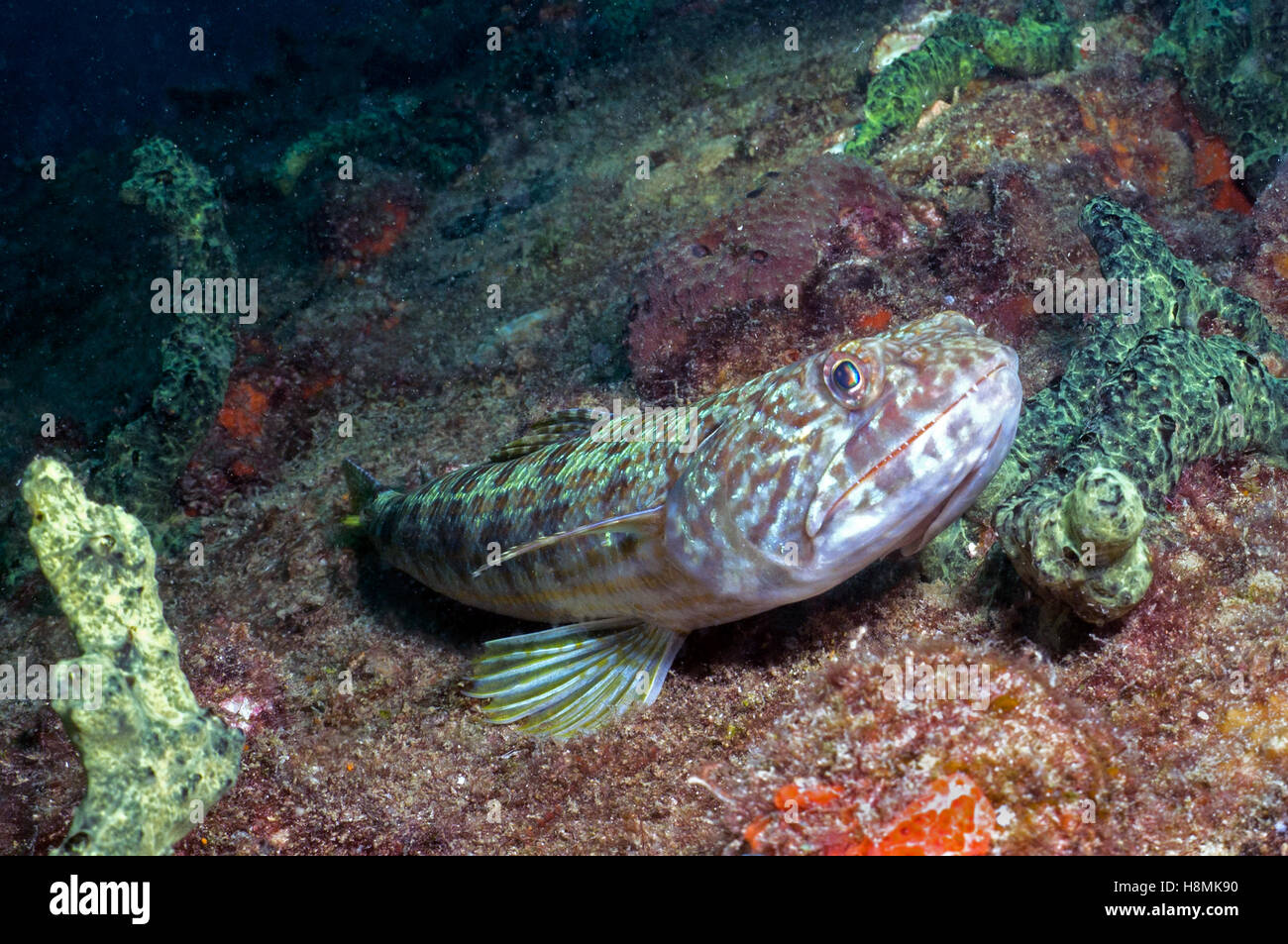 lizardfish, sand diver - Stock Image