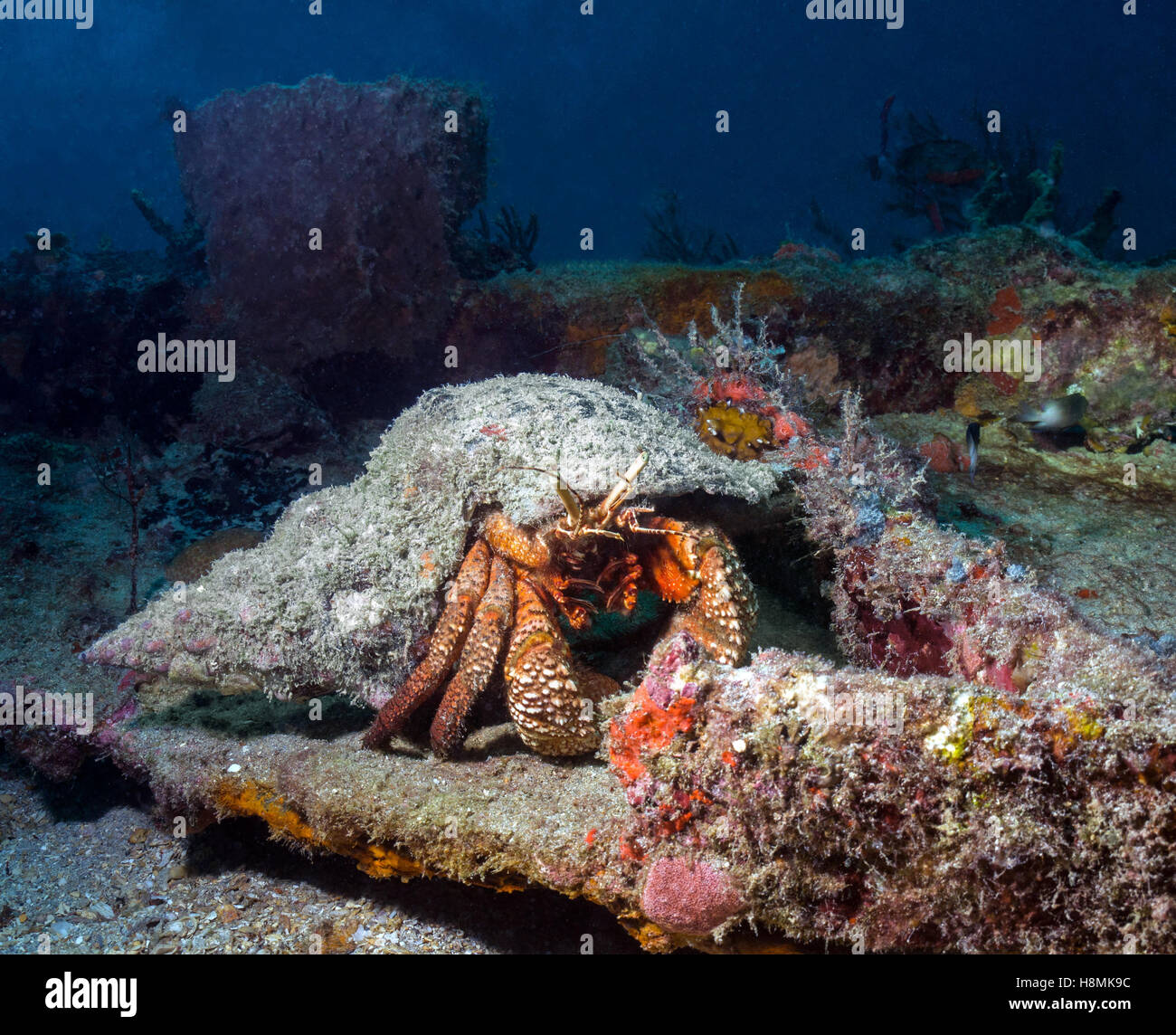 large hermit crab - Stock Image