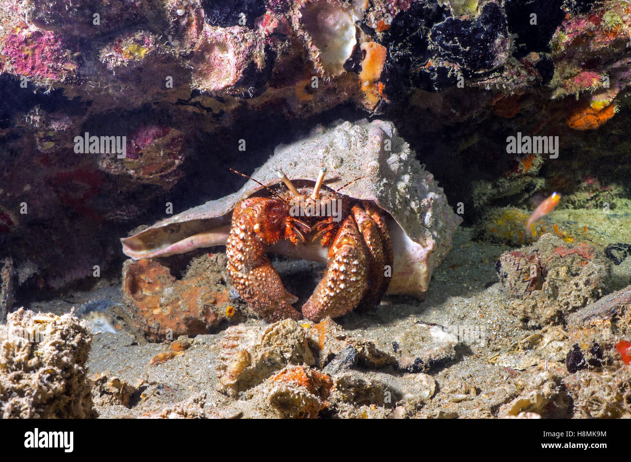 large hermit crab Stock Photo - Alamy
