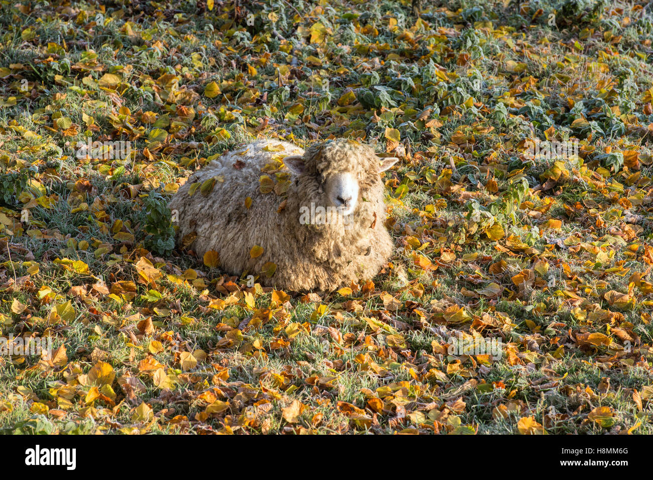 Cotswold Lion sheep sat amongst autumn leaves in the frosty early