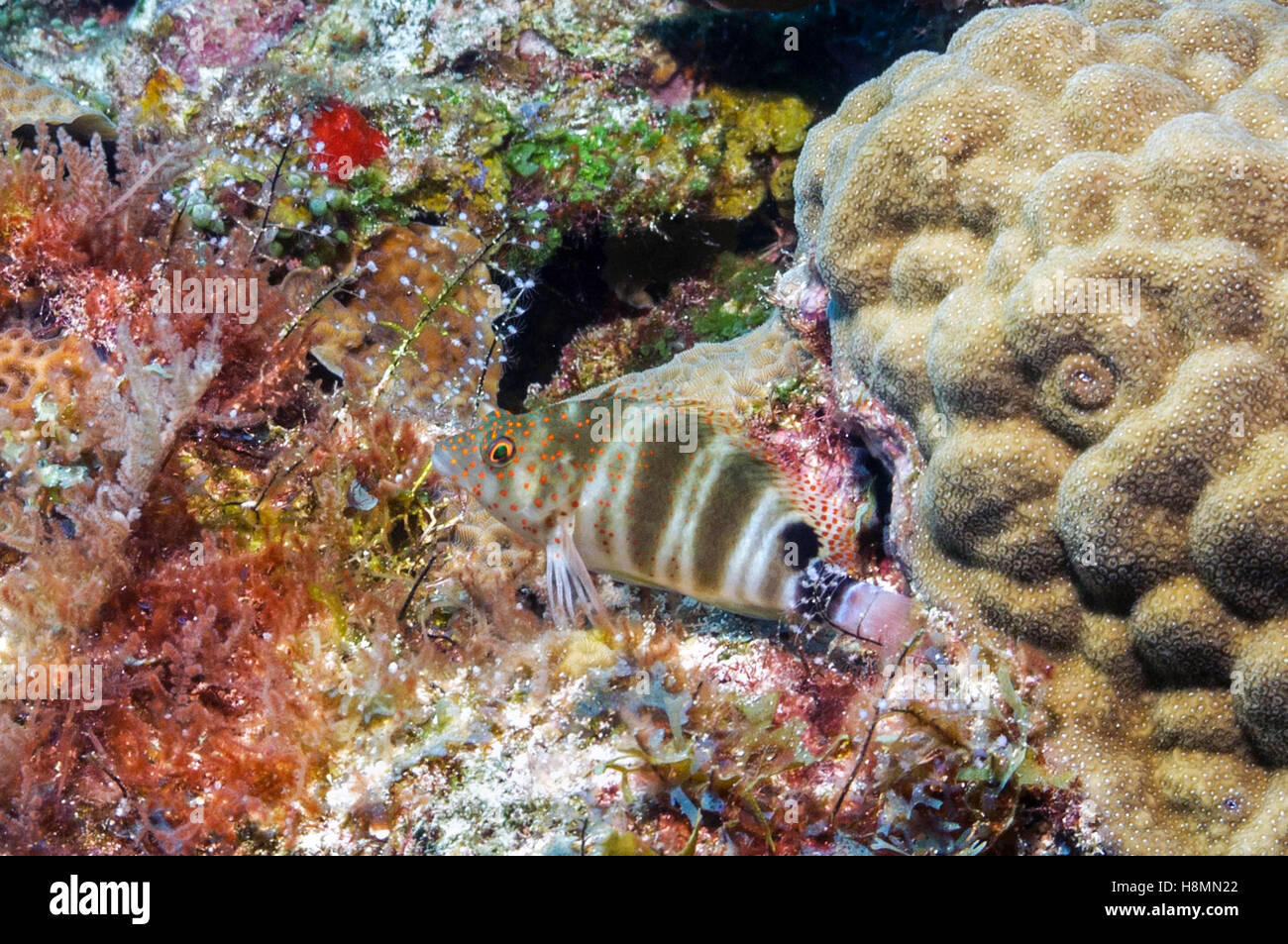 hawkfish - Stock Image