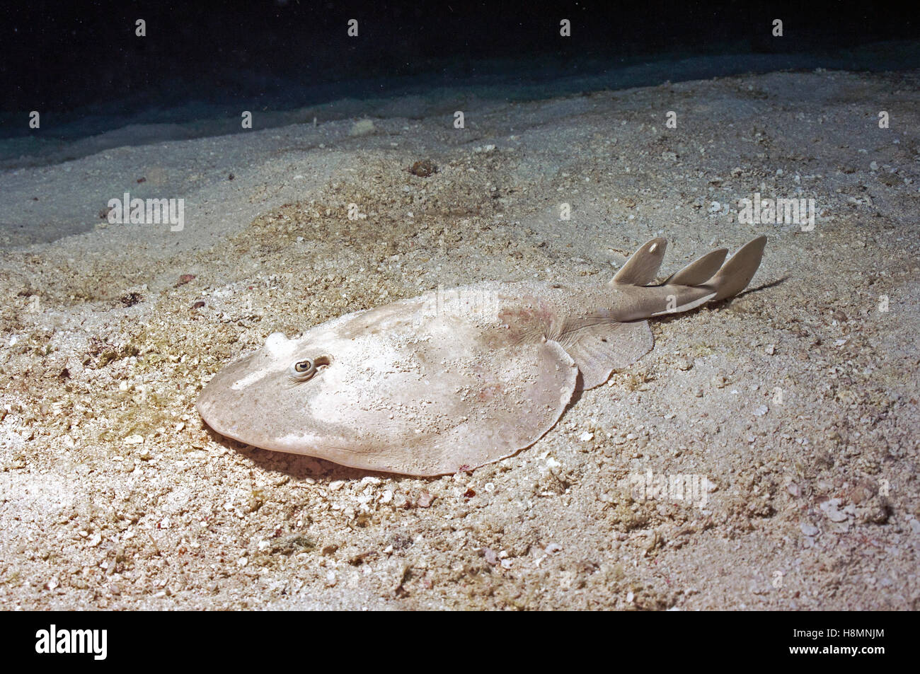 Electric Ray - Stock Image