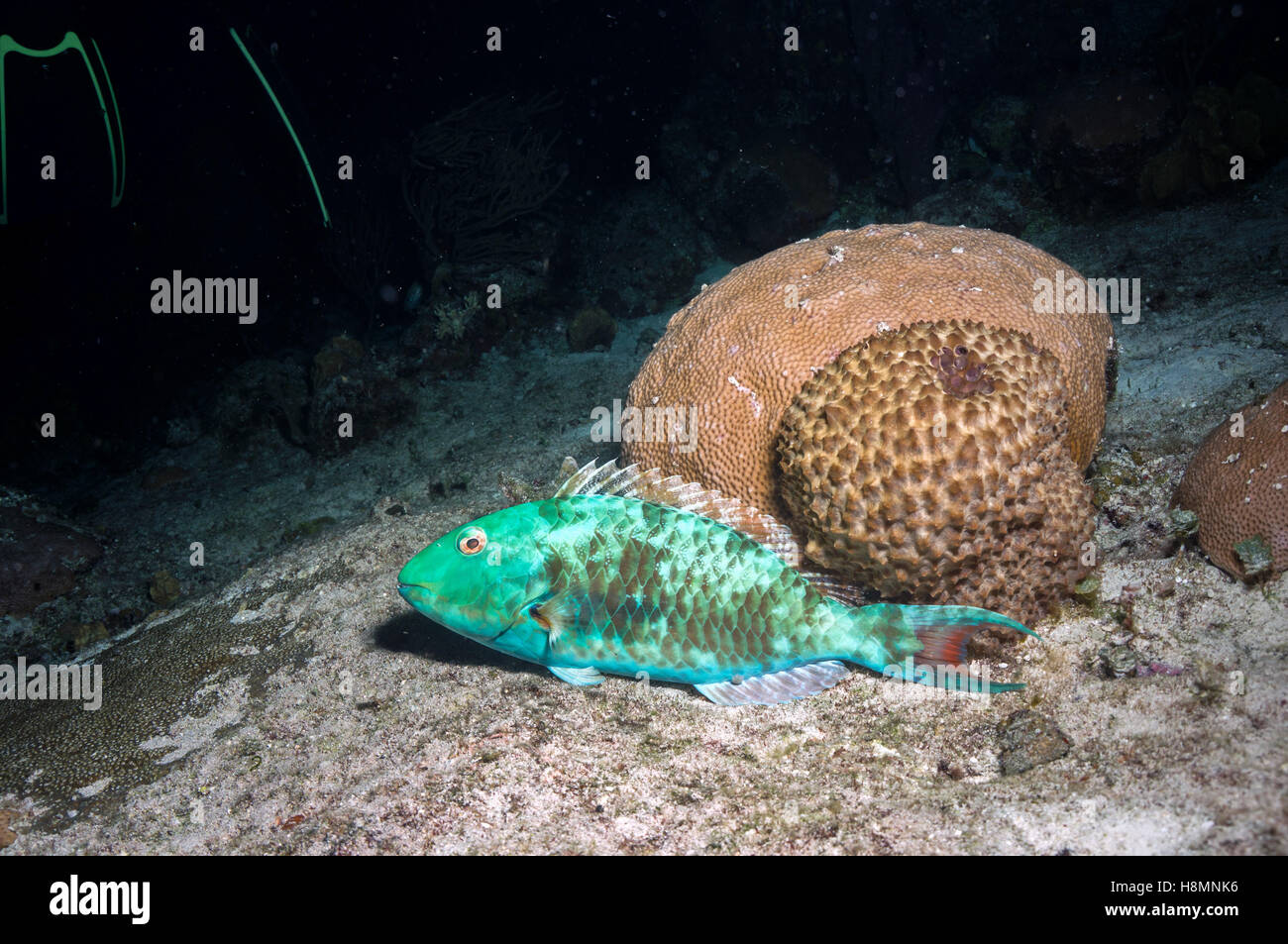 Parrotfish - Stock Image