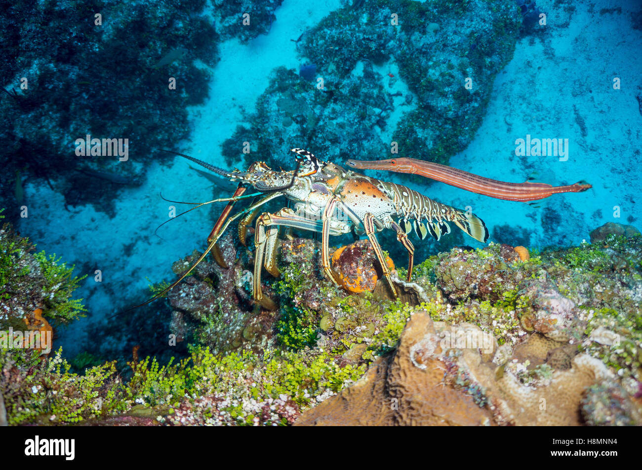 Spiny Lobster and Trumpetfish - Stock Image