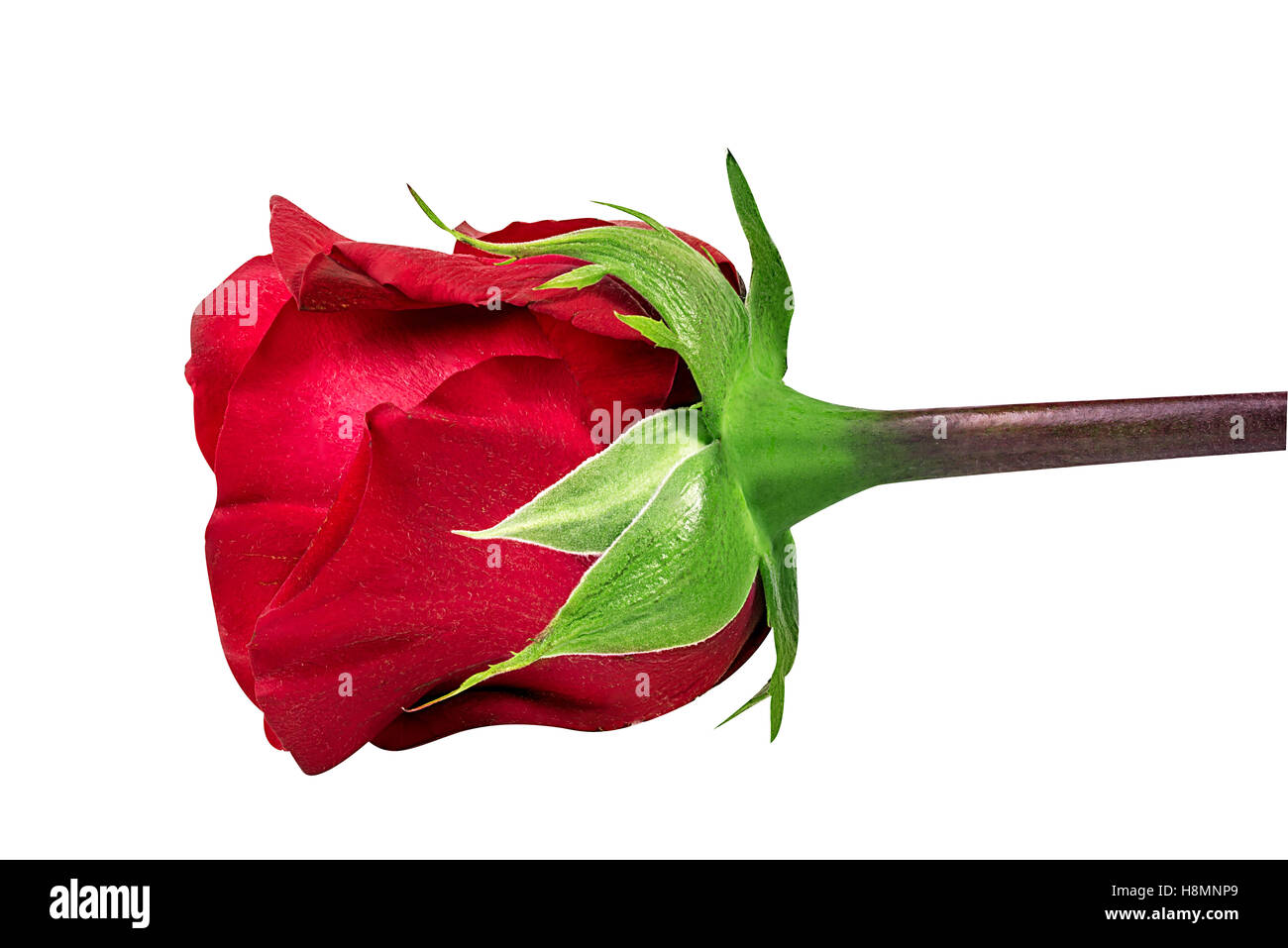 rose isolated on the white background Stock Photo - Alamy