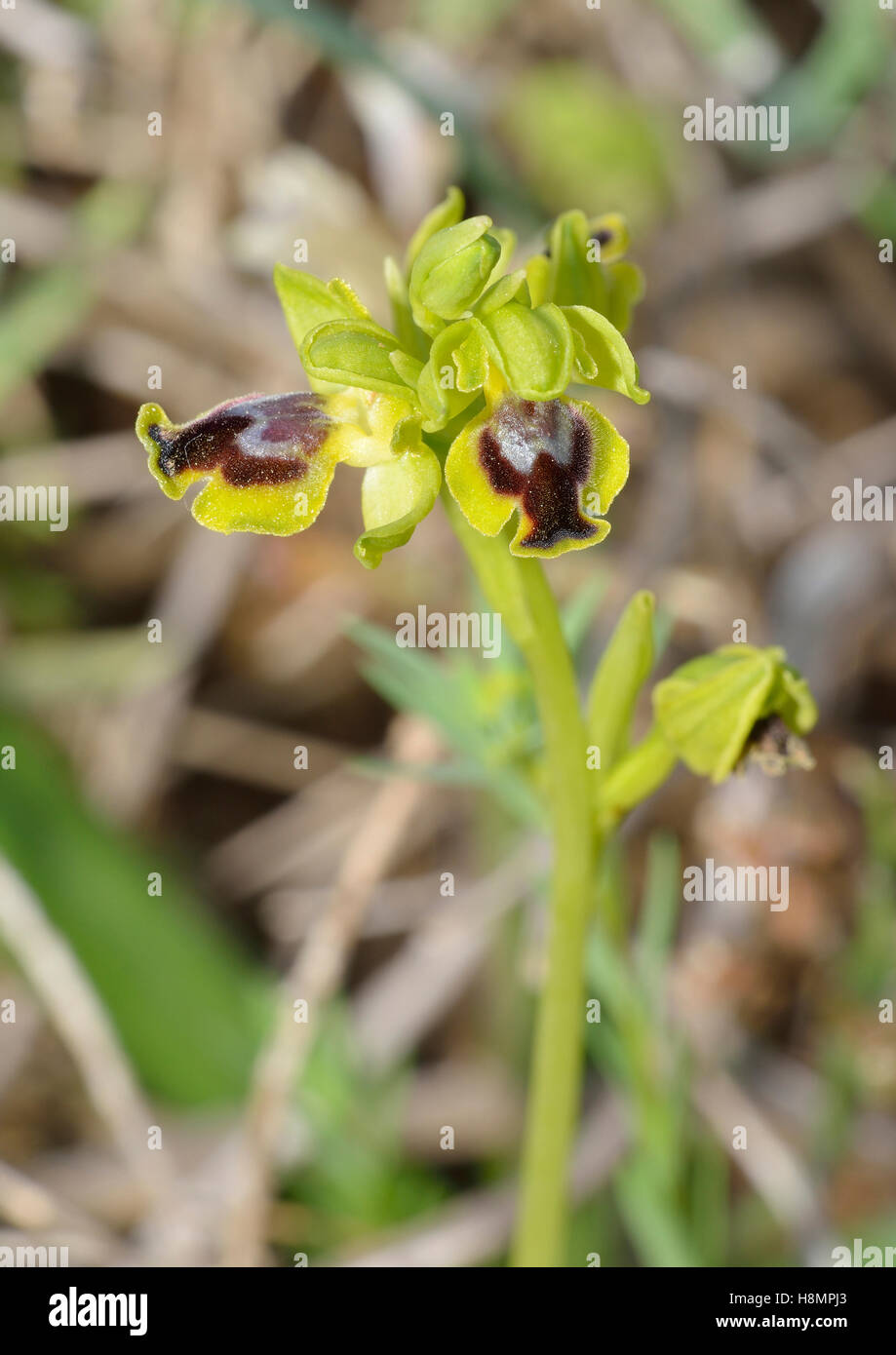 Ophrys lutea galilaea Subspecies of Yellow Bee Orchid from Cyprus Stock Photo