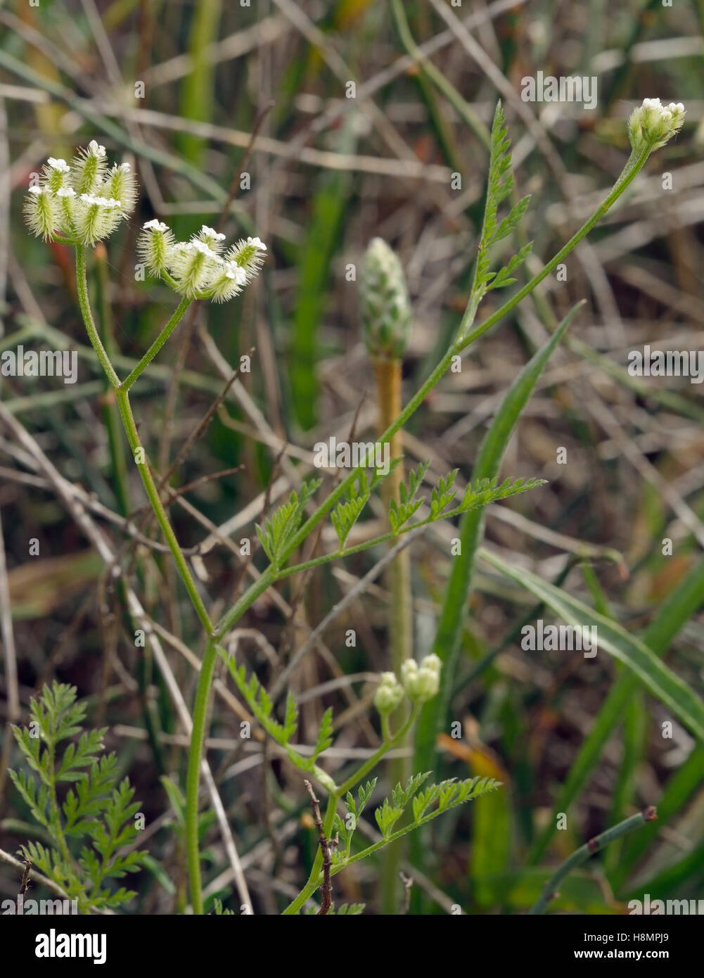 Hedge-parsley - Torilis sp Small Wild Flower from Cyprus Stock Photo
