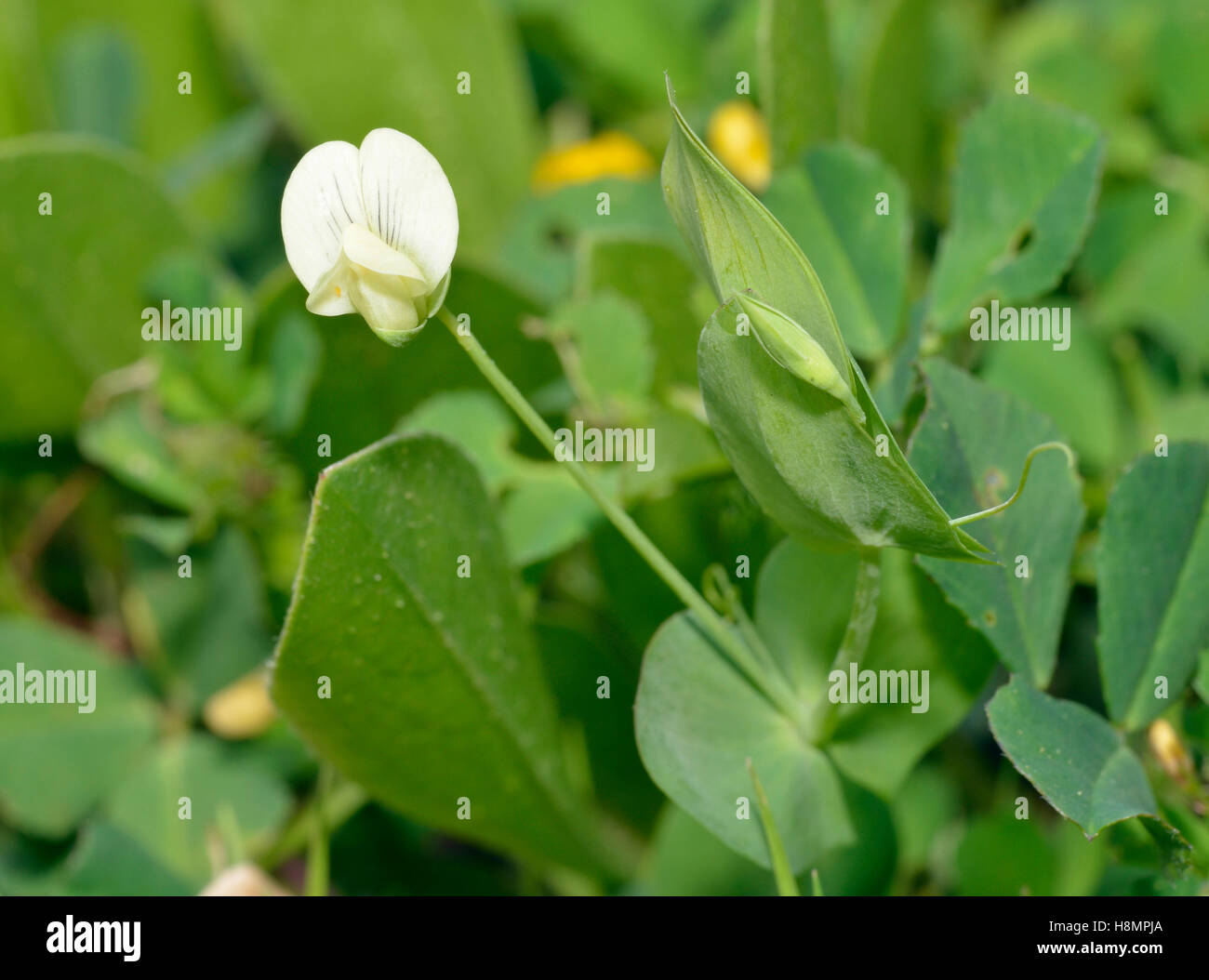 Yellow Vetchling - Lathyrus aphaca Wild Flower from Cyprus Stock Photo