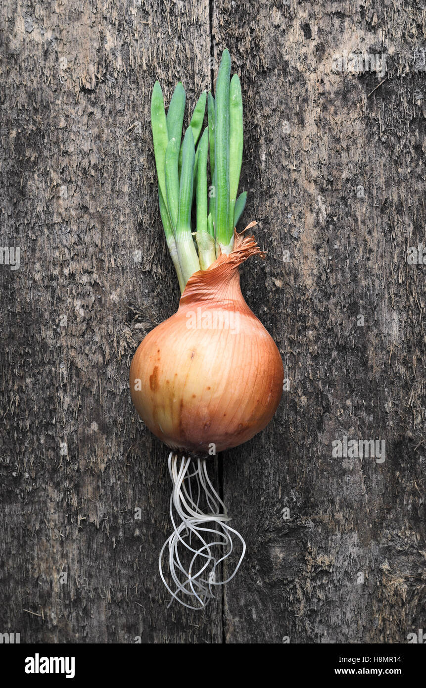 Onion roots hires stock photography and images Alamy
