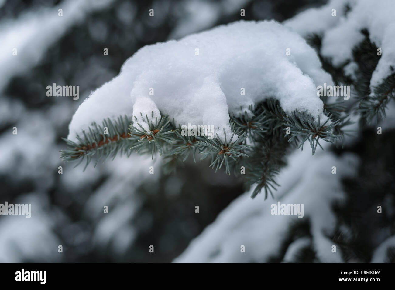 The first Snow fell on the branch, the composition on a natural background Stock Photo