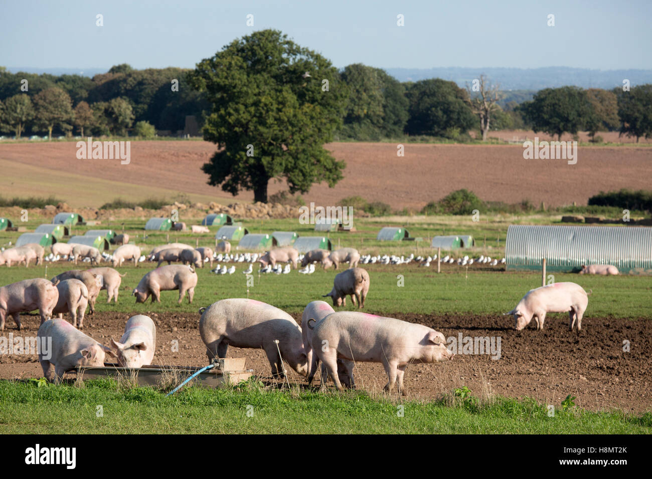 Pig farm, Hopwas, A51, near Tamworth, Staffordshire Stock Photo