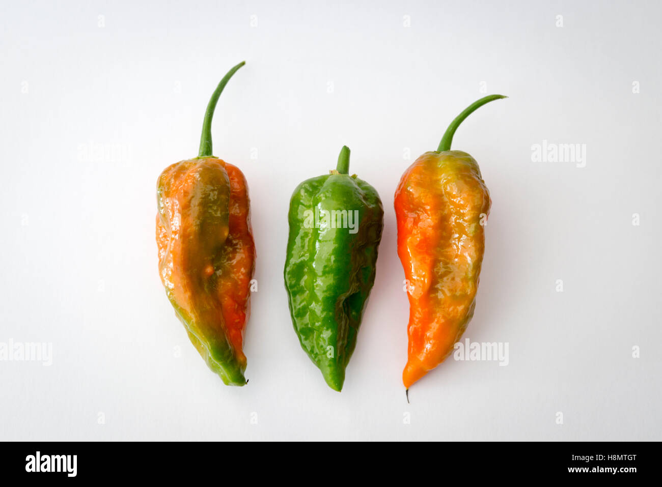 Three red and green Norfolk Naga or Naga Jolokia chilli peppers on a white background Stock