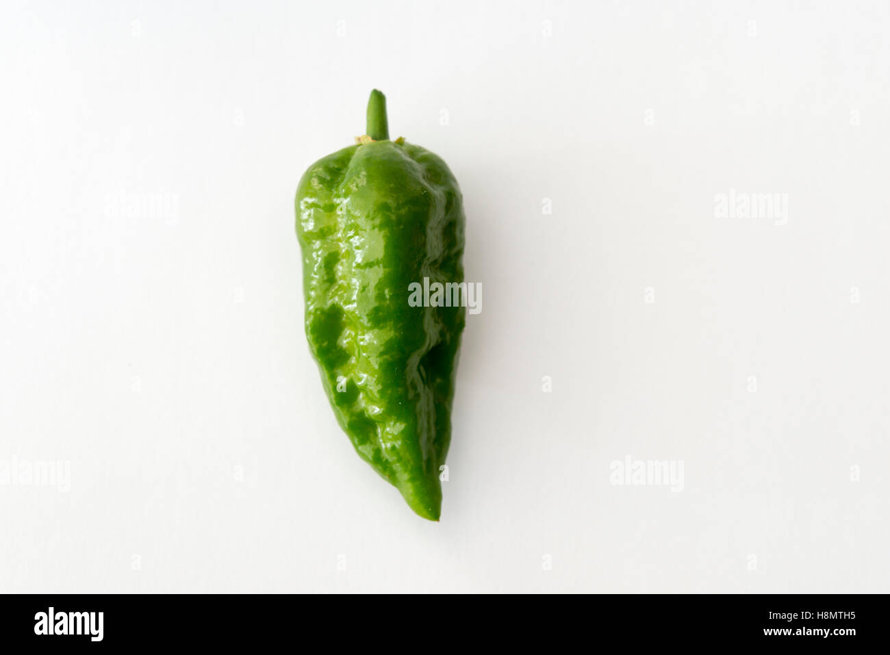 A green Norfolk Naga or Naga Jolokia chilli peppers on a white background Stock Photo