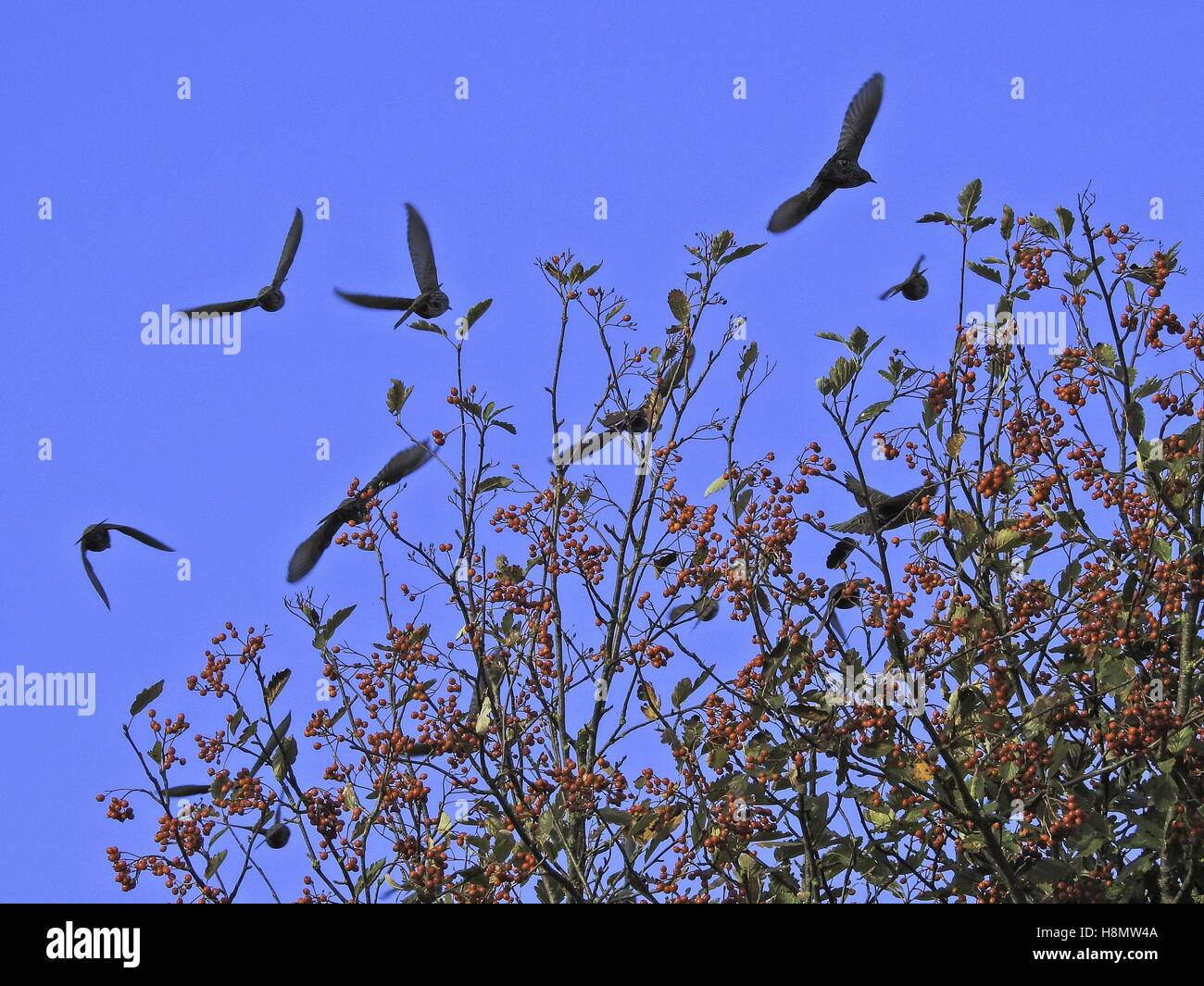 Starlings and Haw berry, october 2016 | usage worldwide Stock Photo - Alamy