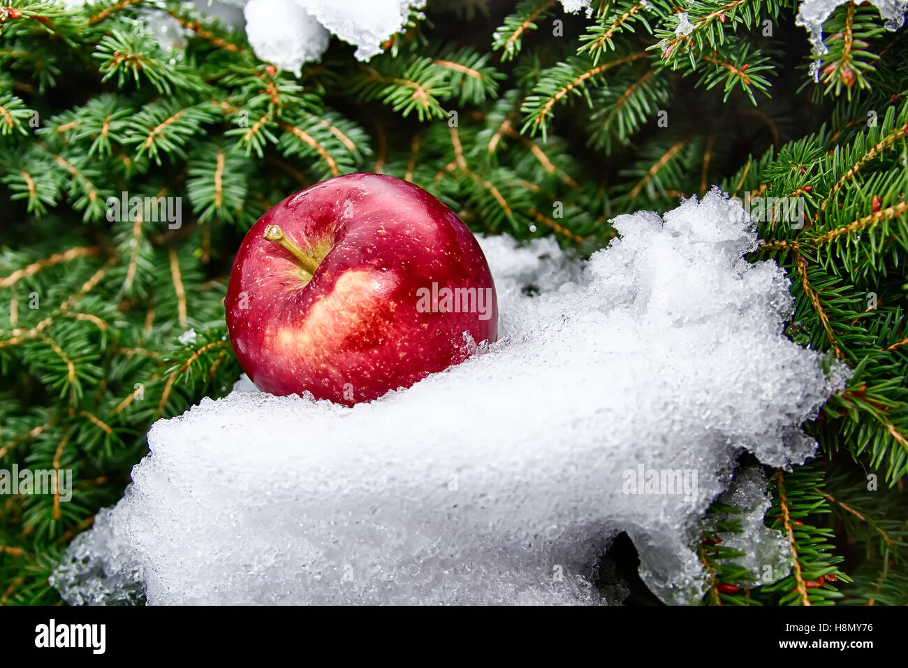 Winter, pine and apple Stock Photo