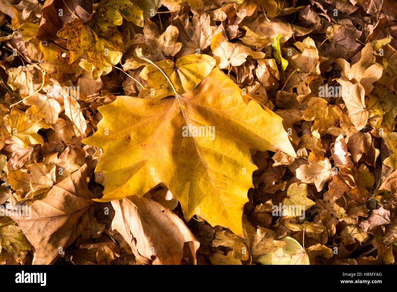 A close up of golden autumn leaves on the floor in sunlight Stock Photo ...