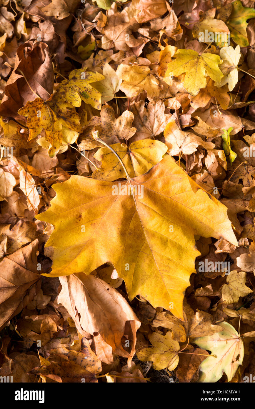 A close up of golden autumn leaves on the floor in sunlight Stock Photo ...