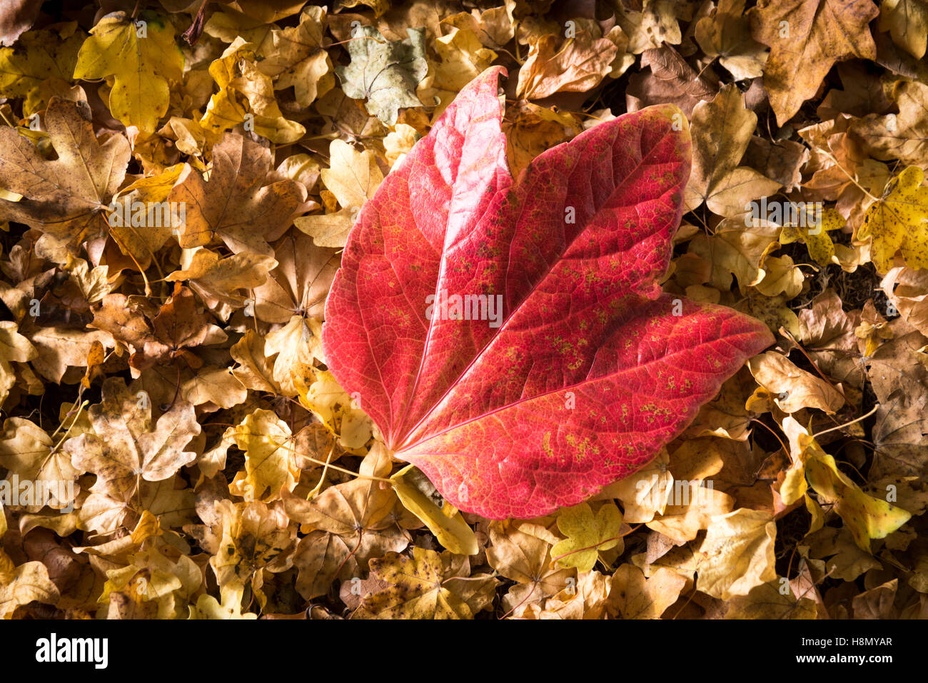 A close up of golden autumn leaves on the floor in sunlight Stock Photo ...